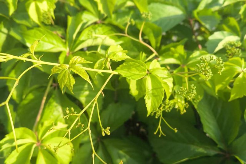 四月绿意：阳光下的爬山虎与蔷薇花墙