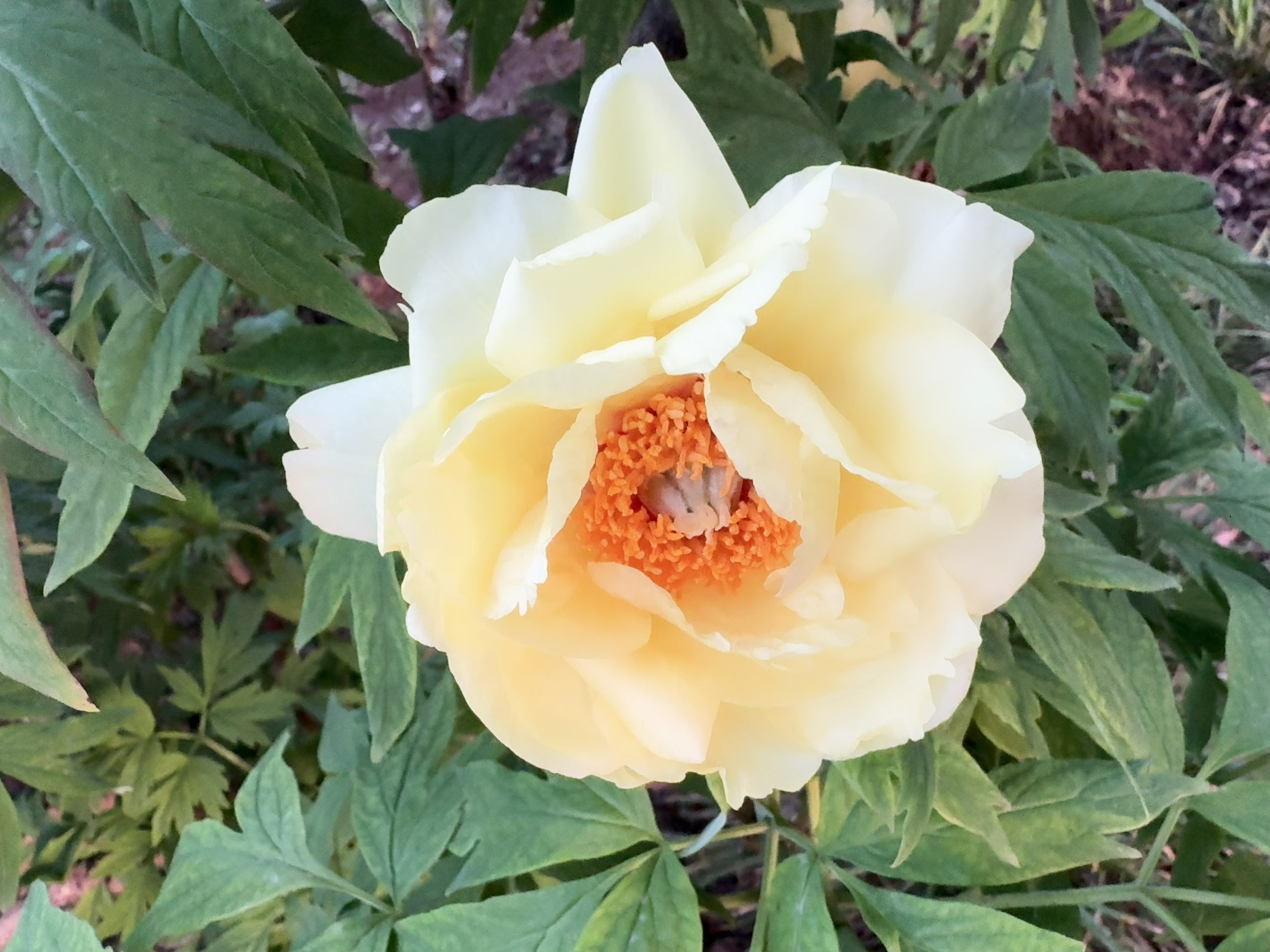 淡黄色伊藤牡丹